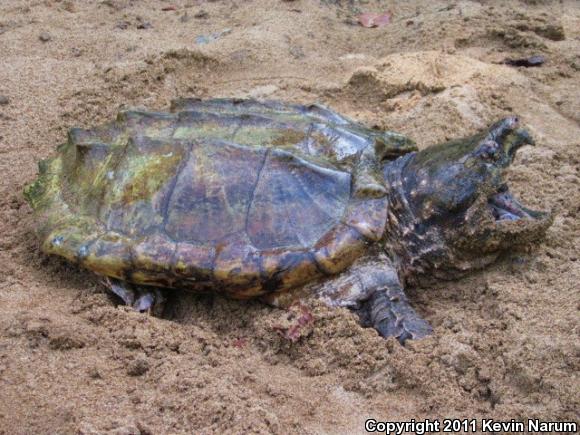 Alligator Snapping Turtle (Macrochelys temminckii)