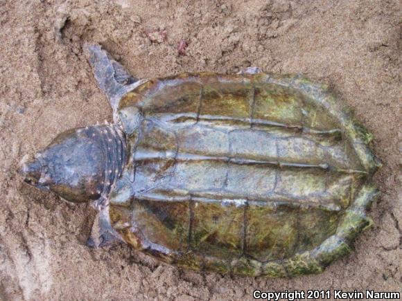 Alligator Snapping Turtle (Macrochelys temminckii)