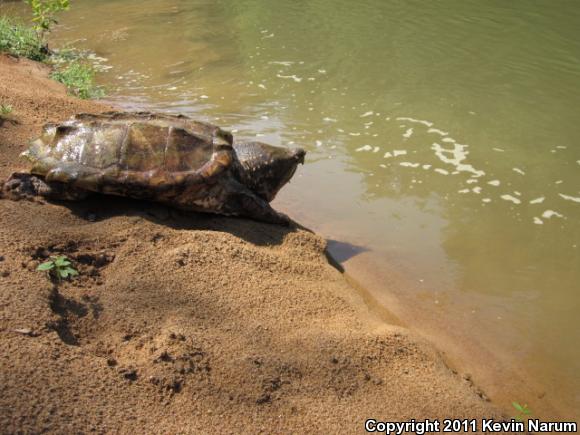 Alligator Snapping Turtle (Macrochelys temminckii)