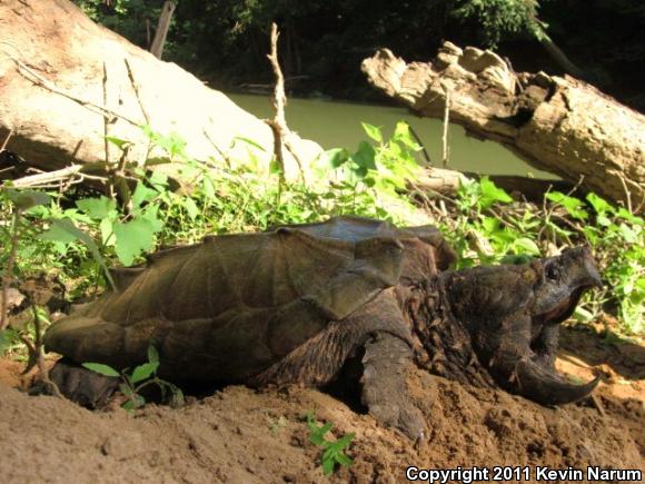 Alligator Snapping Turtle (Macrochelys temminckii)