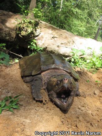 Alligator Snapping Turtle (Macrochelys temminckii)