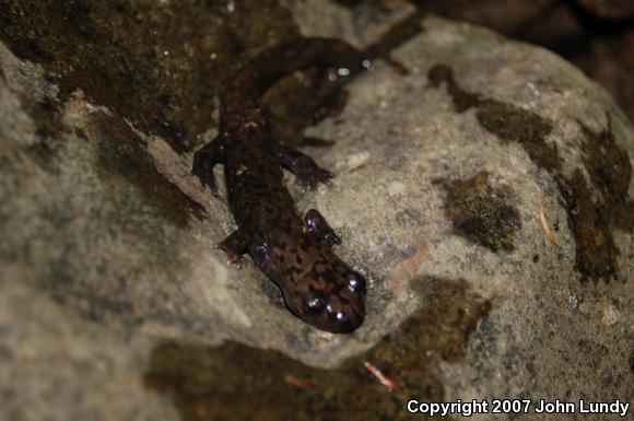 Coastal Giant Salamander (Dicamptodon tenebrosus)