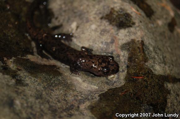 Coastal Giant Salamander (Dicamptodon tenebrosus)