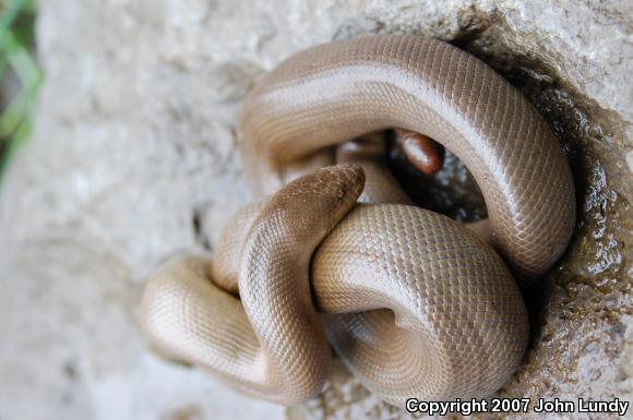 Northern Rubber Boa (Charina bottae)