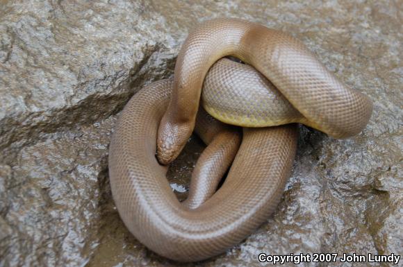 Northern Rubber Boa (Charina bottae)