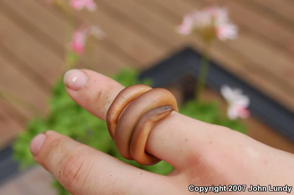 Northern Rubber Boa (Charina bottae)