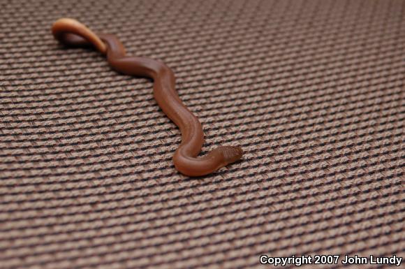 Northern Rubber Boa (Charina bottae)