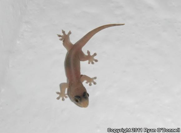 Mutilating Gecko (Gehyra mutilata)