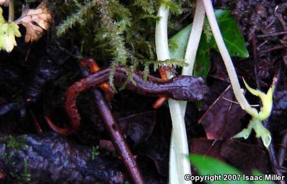 Oregon Ensatina (Ensatina eschscholtzii oregonensis)