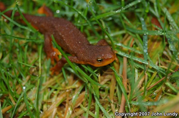 Northern Rough-skinned Newt (Taricha granulosa granulosa)