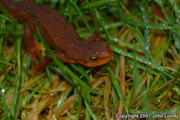 Northern Rough-skinned Newt (Taricha granulosa granulosa)