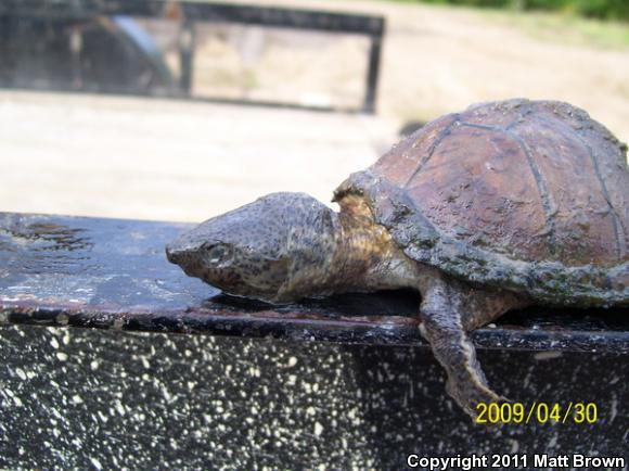 Razor-backed Musk Turtle (Sternotherus carinatus)