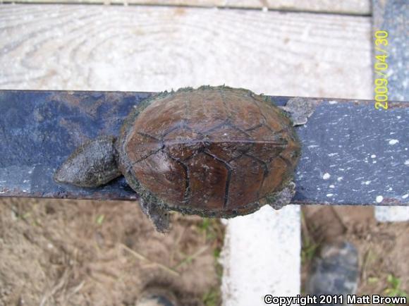 Razor-backed Musk Turtle (Sternotherus carinatus)