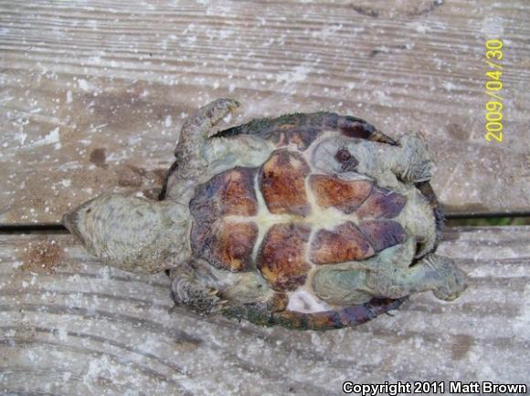 Razor-backed Musk Turtle (Sternotherus carinatus)