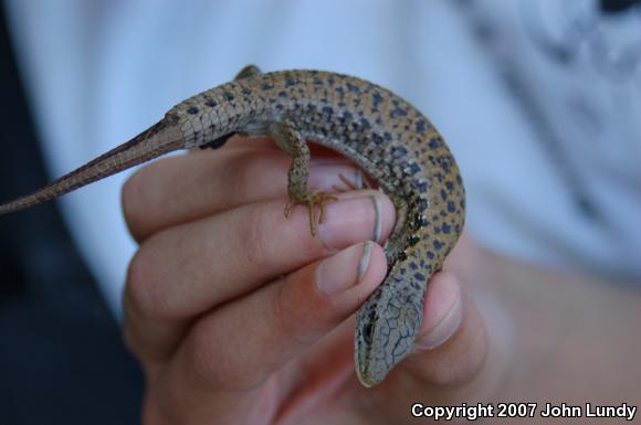 Northwestern Alligator Lizard (Elgaria coerulea principis)