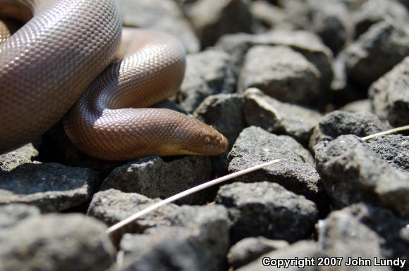 Northern Rubber Boa (Charina bottae)