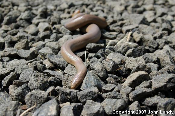 Northern Rubber Boa (Charina bottae)