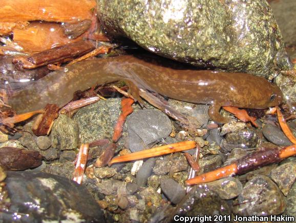 Cope's Giant Salamander (Dicamptodon copei)