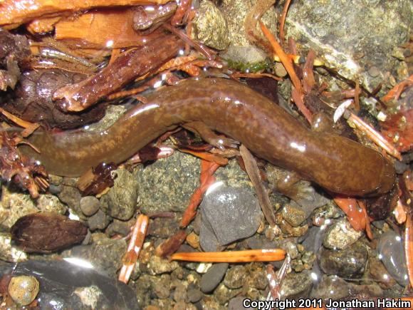 Cope's Giant Salamander (Dicamptodon copei)