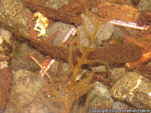 Cope's Giant Salamander (Dicamptodon copei)