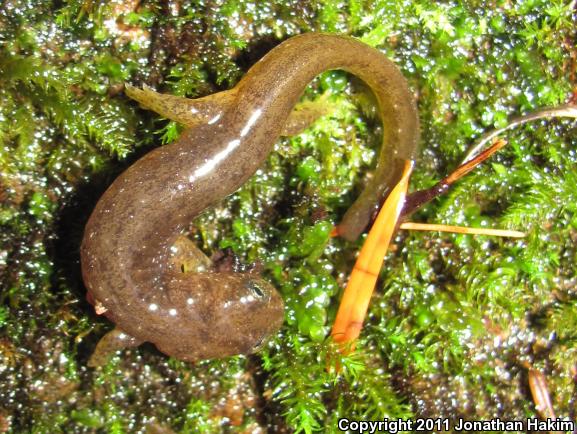 Olympic Torrent Salamander (Rhyacotriton olympicus)