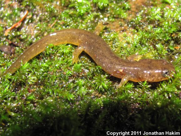 Olympic Torrent Salamander (Rhyacotriton olympicus)