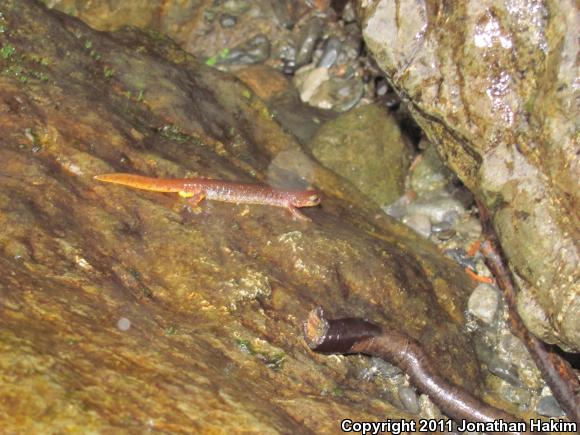 Olympic Torrent Salamander (Rhyacotriton olympicus)