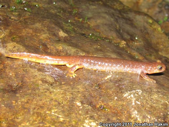 Olympic Torrent Salamander (Rhyacotriton olympicus)