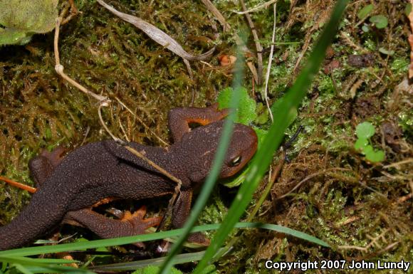 Northern Rough-skinned Newt (Taricha granulosa granulosa)