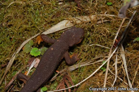 Northern Rough-skinned Newt (Taricha granulosa granulosa)