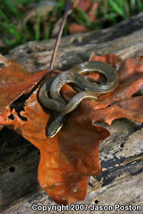 Queensnake (Regina septemvittata)