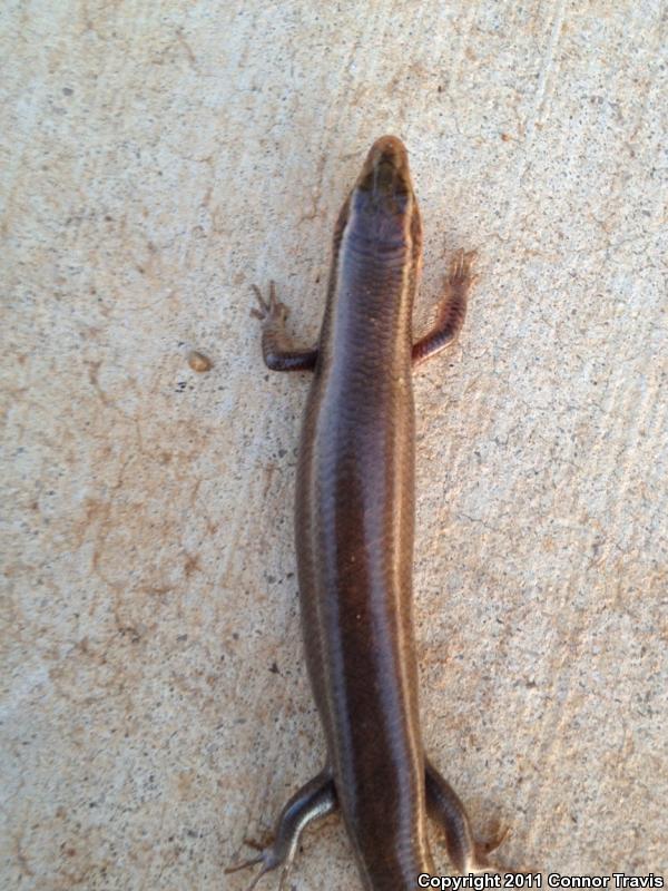 Short-lined Skink (Plestiodon tetragrammus brevilineatus)