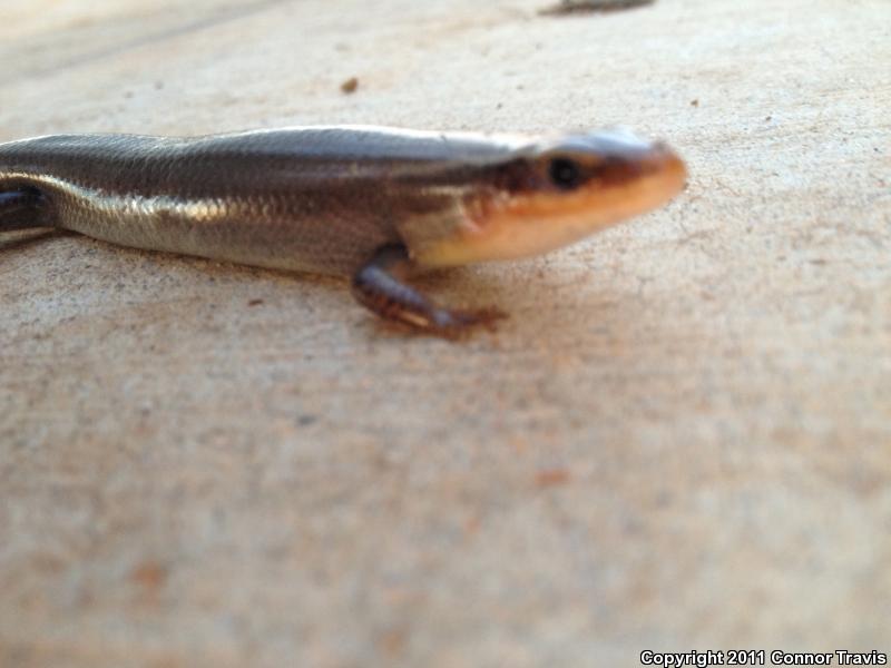 Short-lined Skink (Plestiodon tetragrammus brevilineatus)