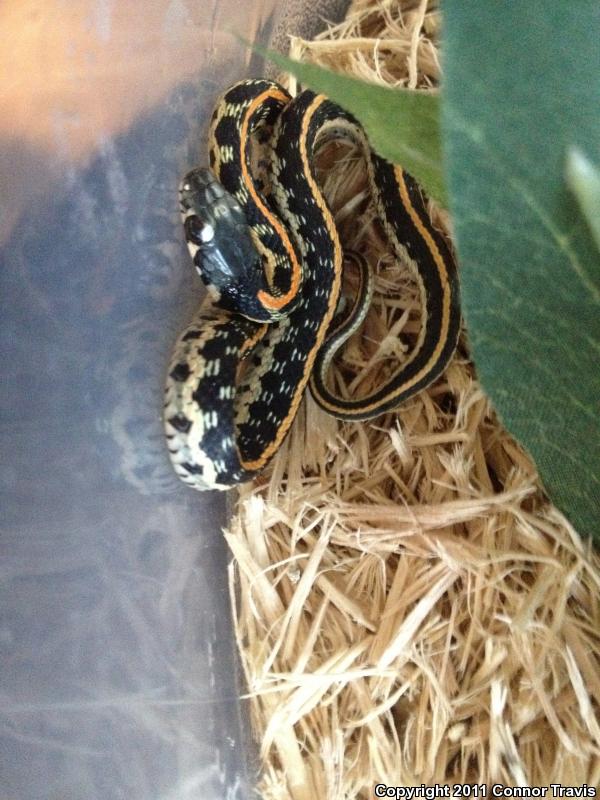 Eastern Black-necked Gartersnake (Thamnophis cyrtopsis ocellatus)