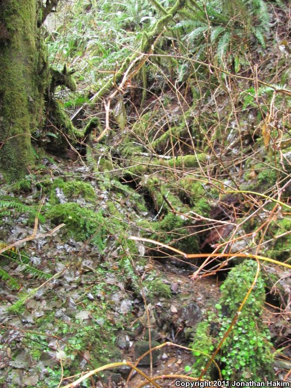 Coastal Giant Salamander (Dicamptodon tenebrosus)