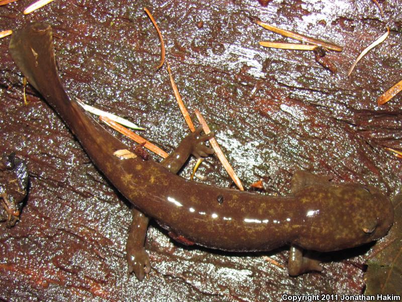 Cope's Giant Salamander (Dicamptodon copei)