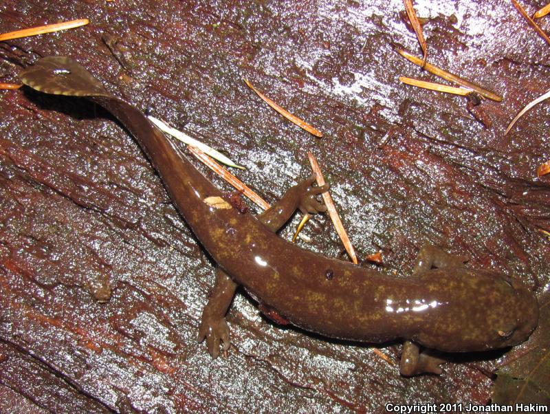 Cope's Giant Salamander (Dicamptodon copei)