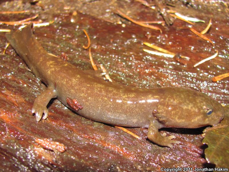 Cope's Giant Salamander (Dicamptodon copei)