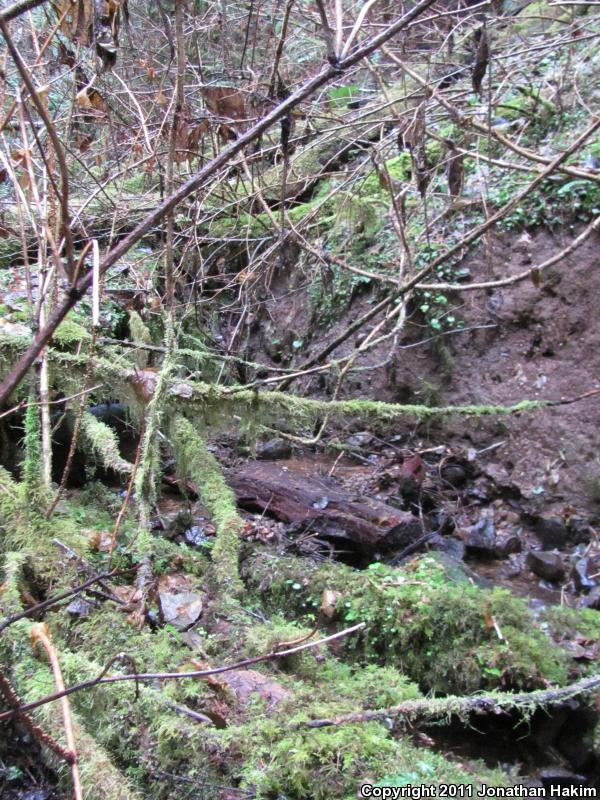 Cope's Giant Salamander (Dicamptodon copei)