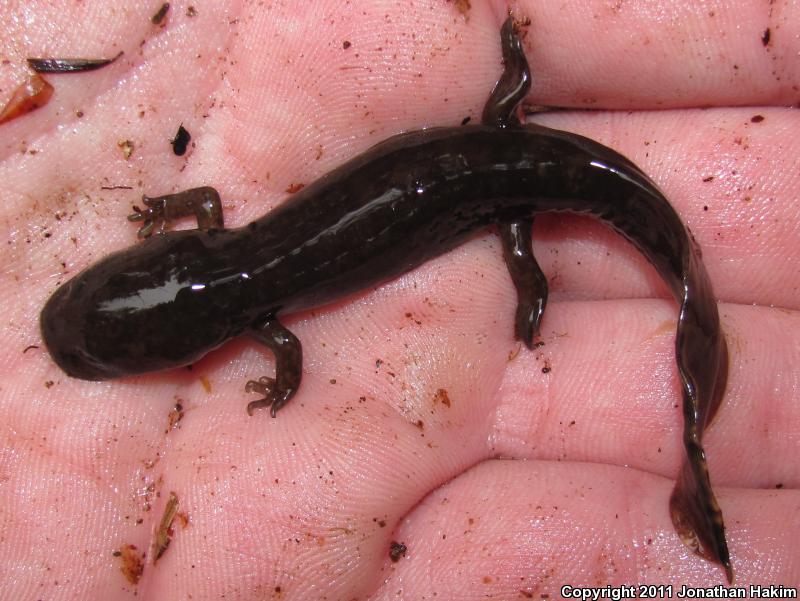 Cope's Giant Salamander (Dicamptodon copei)