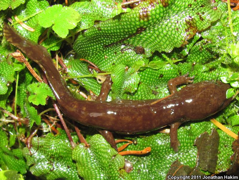 Cope's Giant Salamander (Dicamptodon copei)