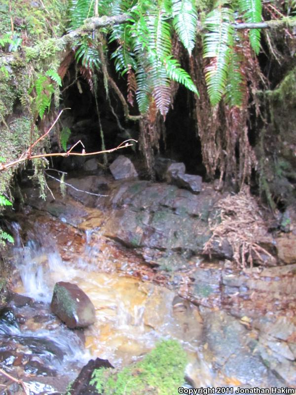 Cope's Giant Salamander (Dicamptodon copei)