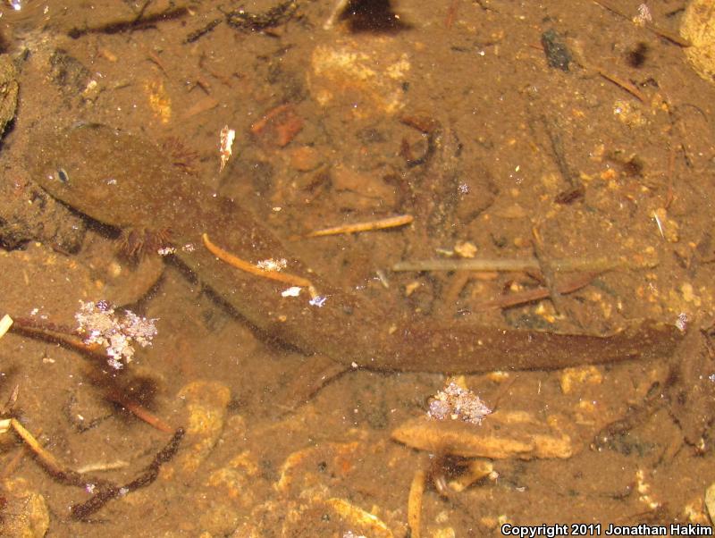 Cope's Giant Salamander (Dicamptodon copei)