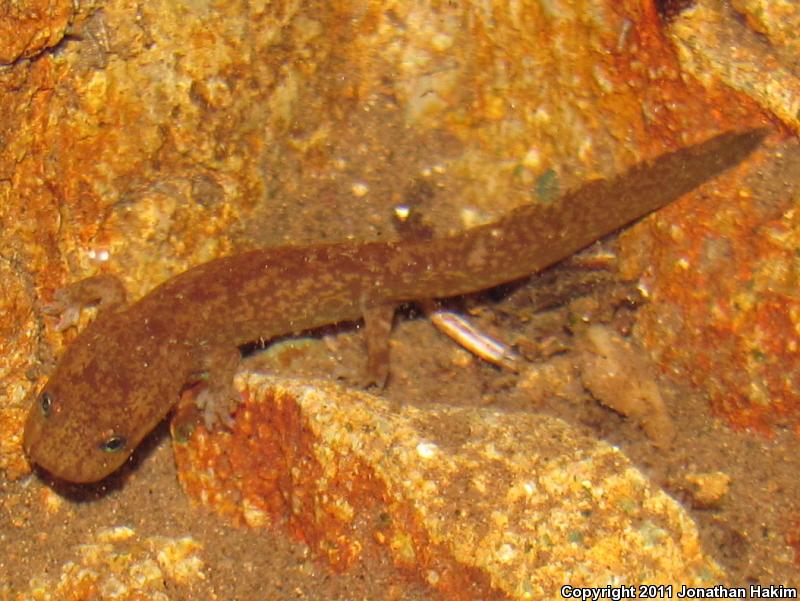 Cope's Giant Salamander (Dicamptodon copei)