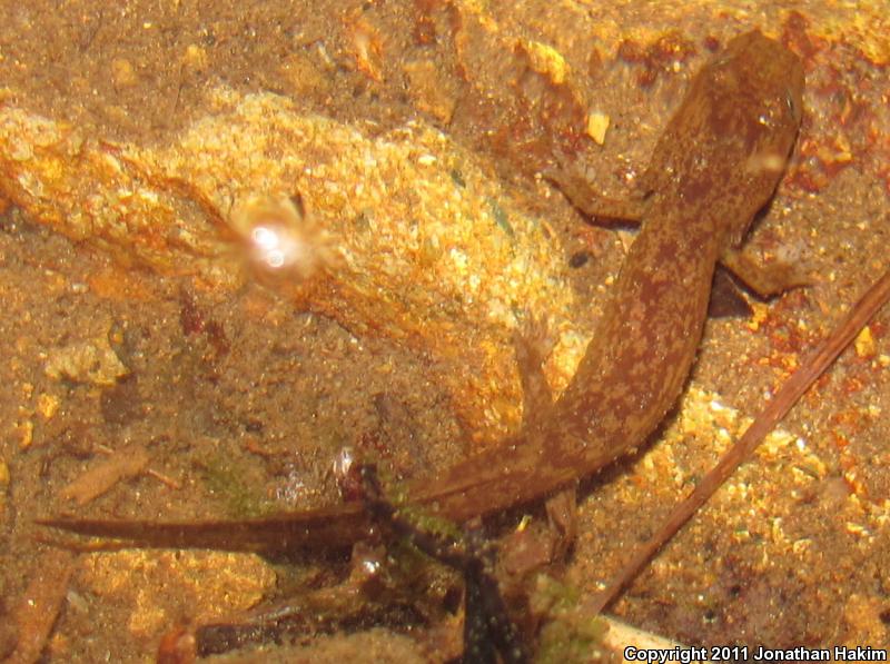 Cope's Giant Salamander (Dicamptodon copei)