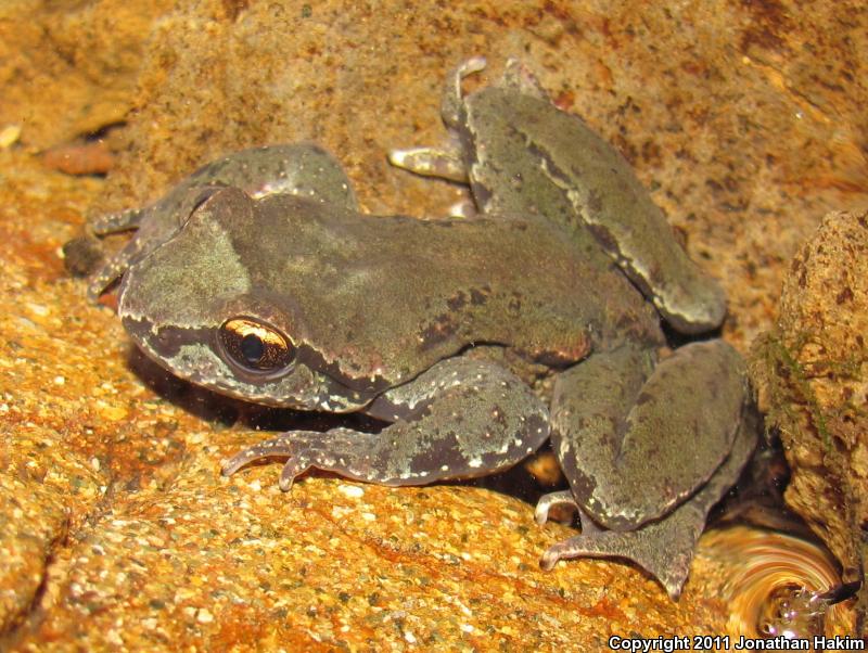 Western Tailed Frog (Ascaphus truei)