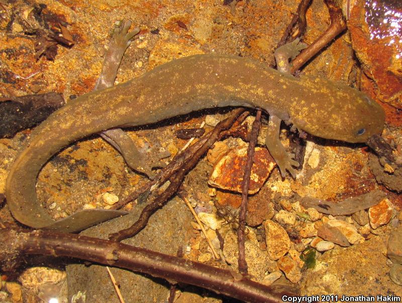 Cope's Giant Salamander (Dicamptodon copei)