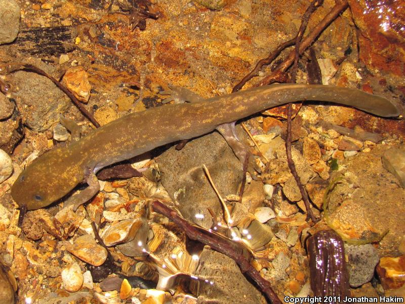 Cope's Giant Salamander (Dicamptodon copei)