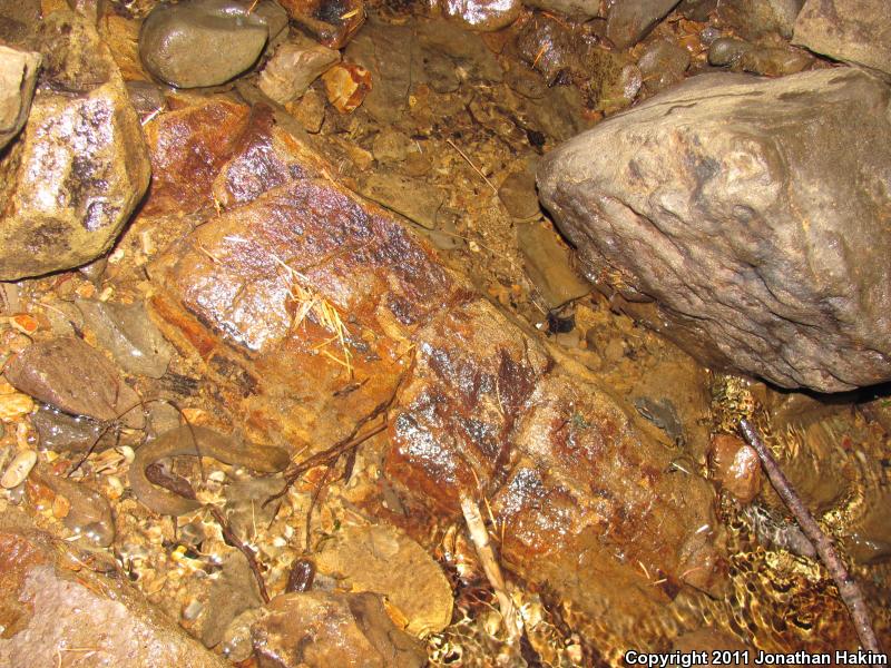 Cope's Giant Salamander (Dicamptodon copei)