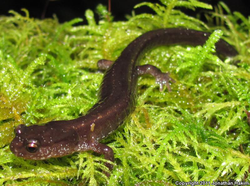 Dunn's Salamander (Plethodon dunni)